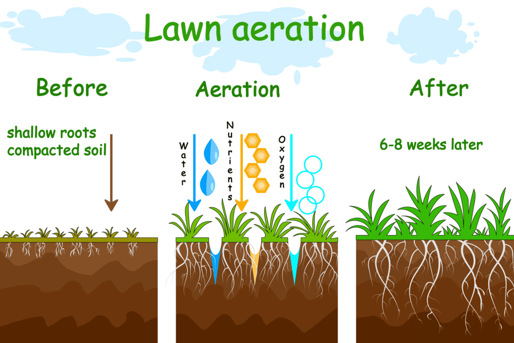 Turf Aeration Illustration before and after 